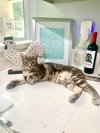Hansel & Grettel - Photo 7