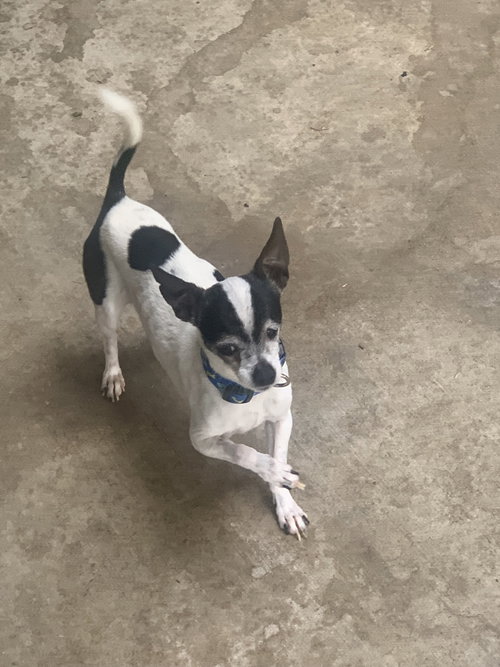 picture of the dog needing adoption
