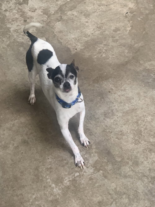 REBEL - Chihuahua / Rat Terrier available for adoption