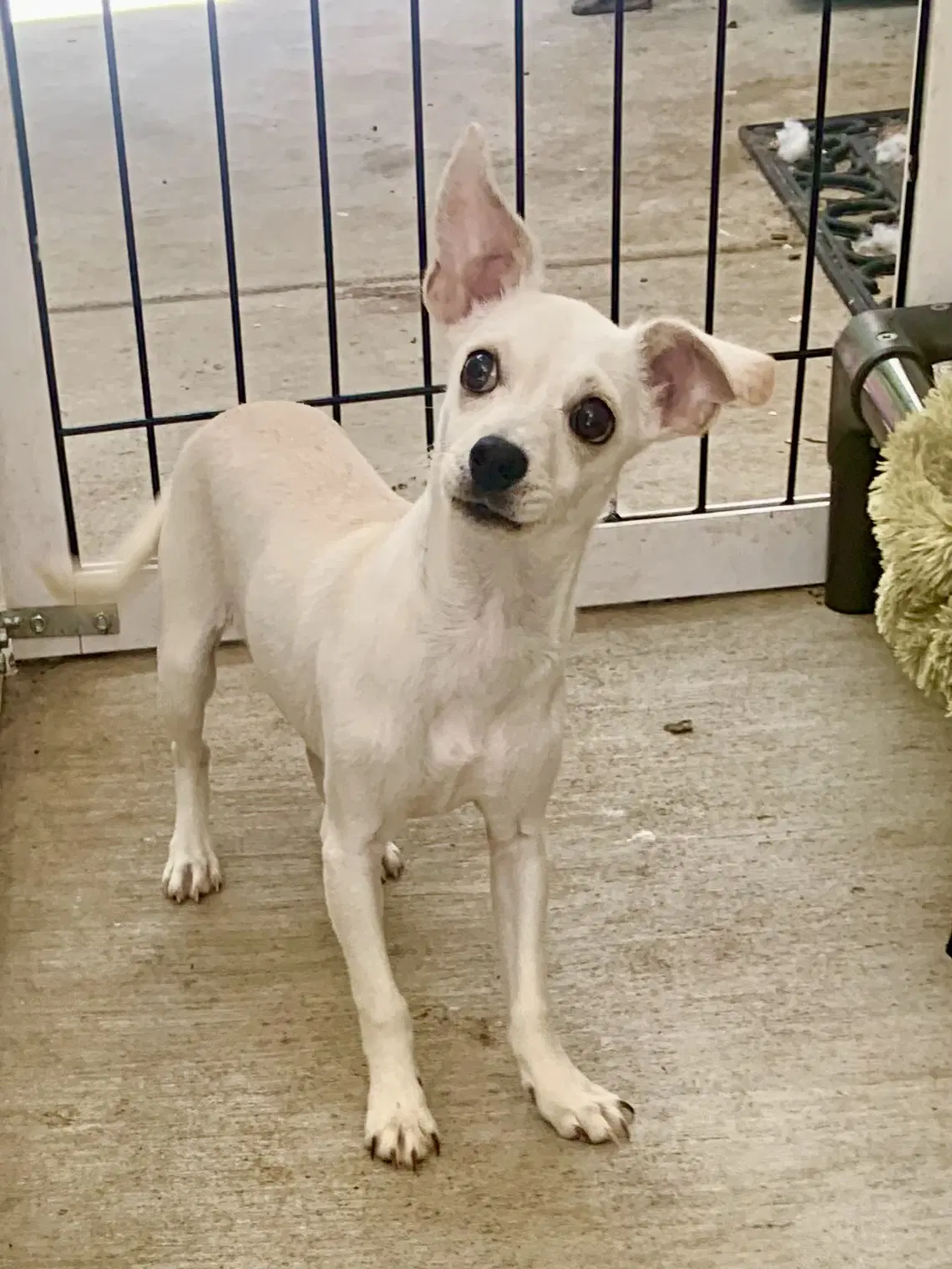 Tinkerbell - Chihuahua