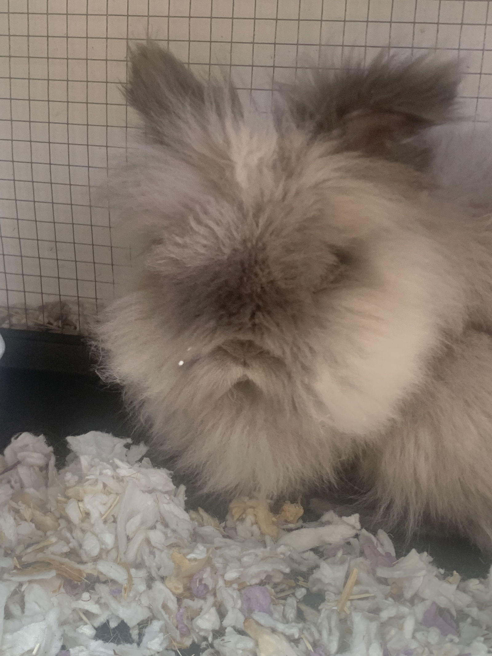 adoptable Rabbit in Canyon Country, CA named Nipsy