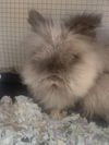 adoptable Rabbit in  named Nipsy