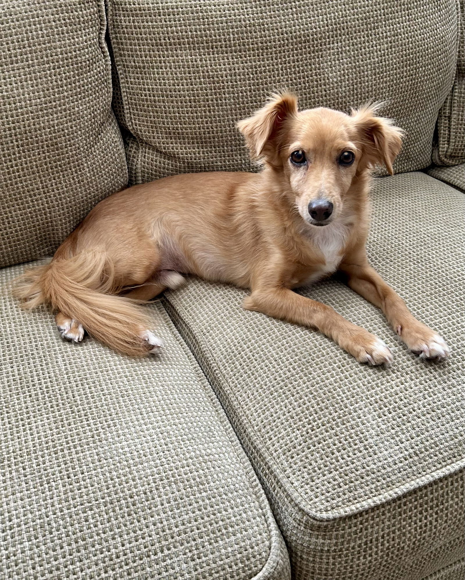 adoptable Dog in Canyon Country, CA named Emmett