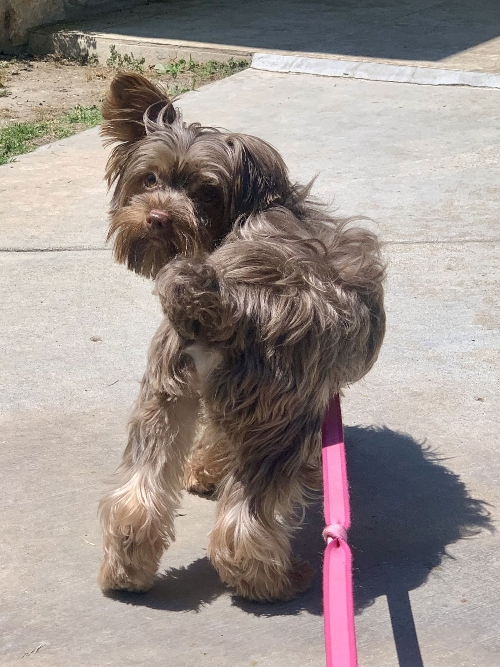 adoptable Dog in Canyon Country, CA named Ricki