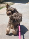 adoptable Dog in  named Ricki