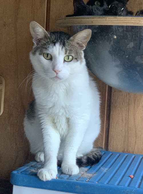 picture of the cat needing adoption