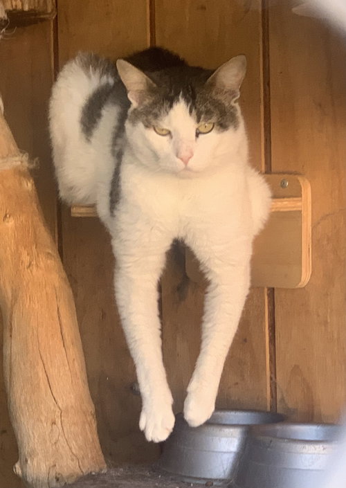 picture of the cat needing adoption