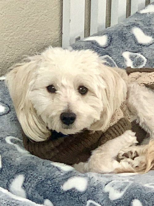 picture of the dog needing adoption