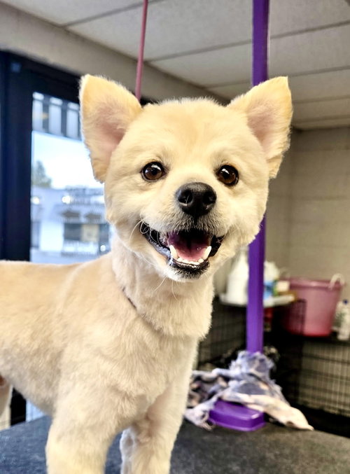 ROCKY - Pomeranian available for adoption
