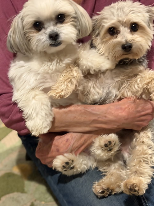 picture of the dog needing adoption