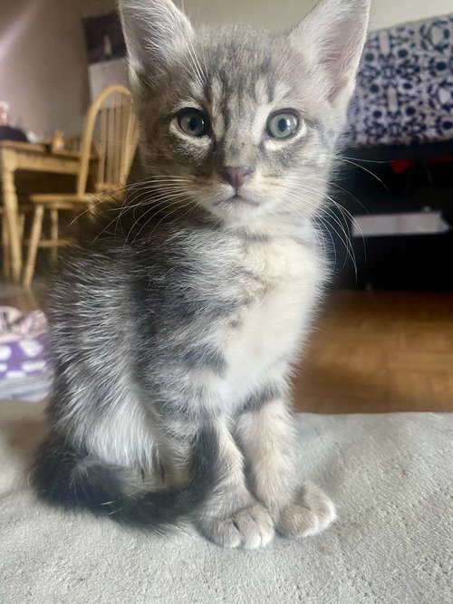 picture of the cat needing adoption