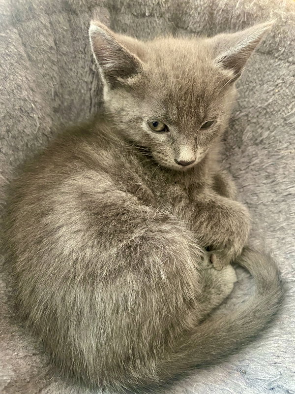 Adorable Kittens