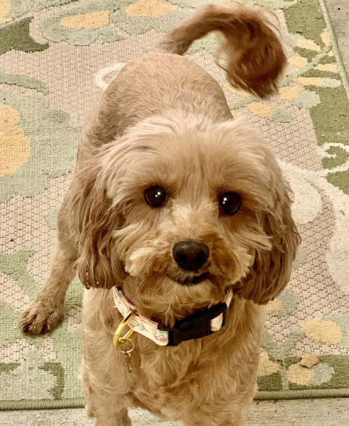 picture of the dog needing adoption