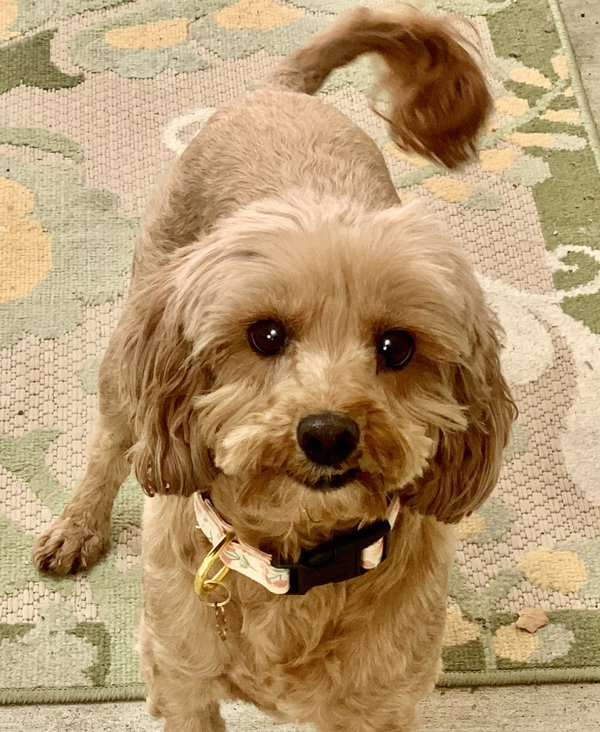 Rosie