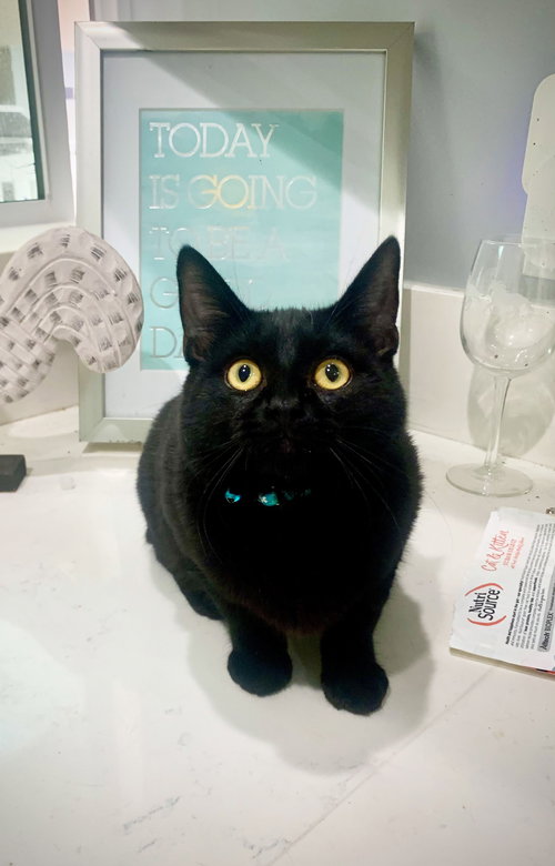 Prince, Young Domestic Short Hair (short coat), cat for adoption in San Gabriel, California