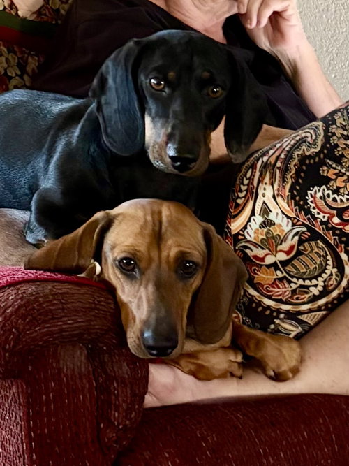 picture of the dog needing adoption