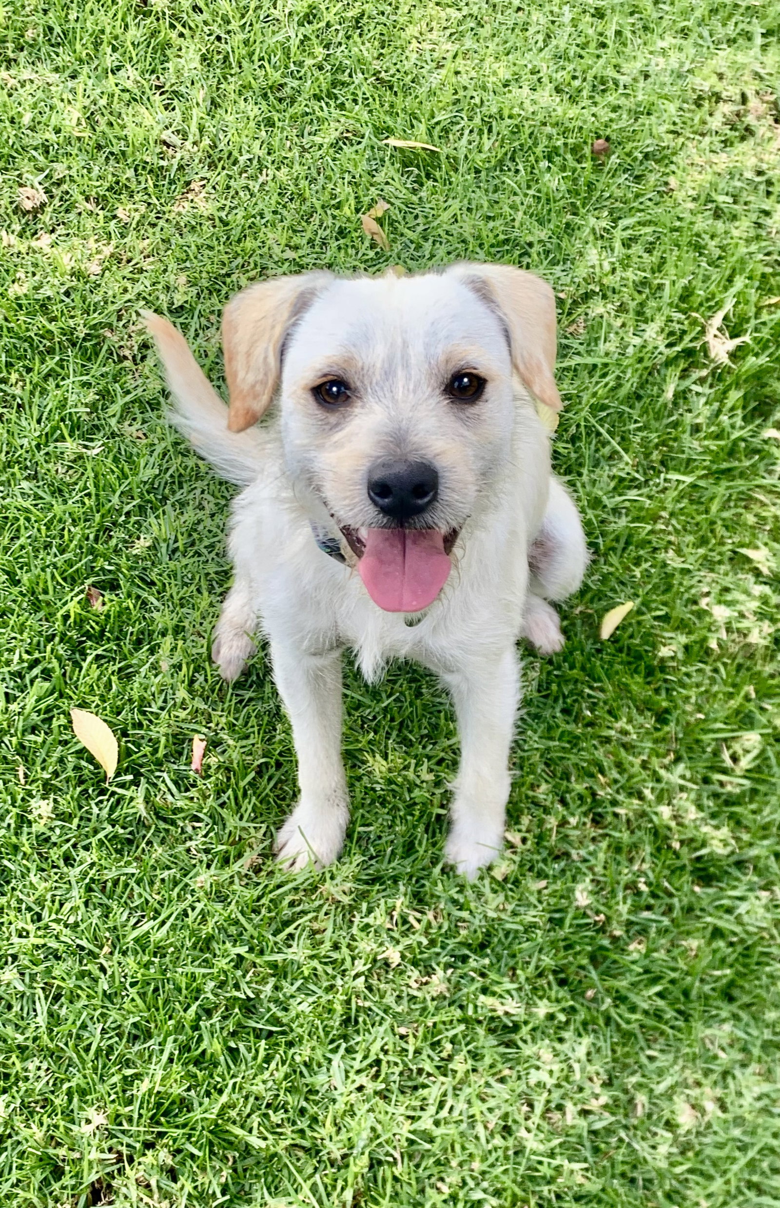 RINGO