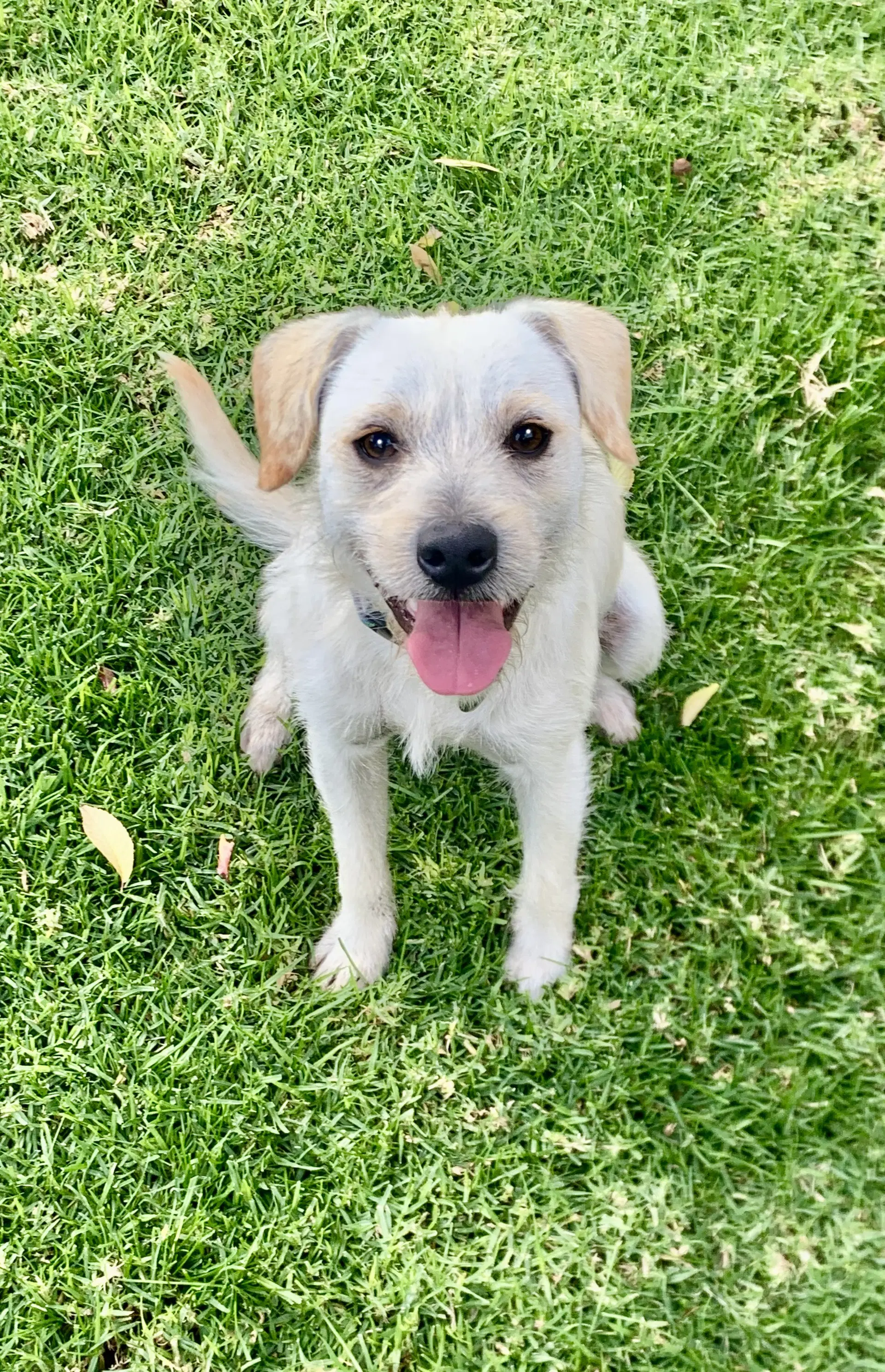 Ringo - Terrier