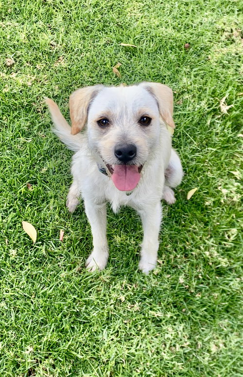 picture of the dog needing adoption