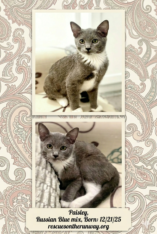 Paisely, an adoptable Russian Blue in Santa Clarita, CA