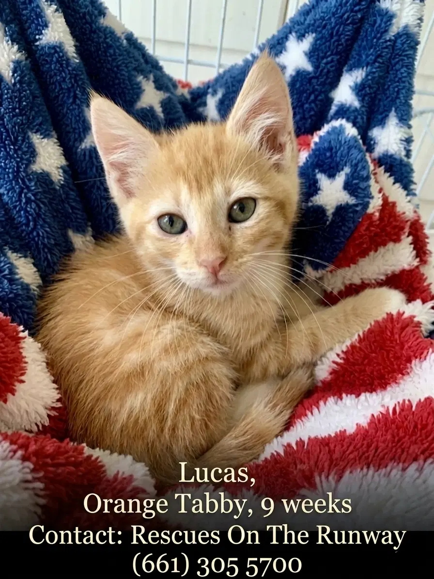 Lucas - Tabby