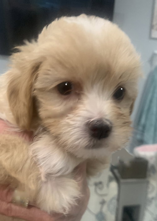 Shih Tzu Puppies!!