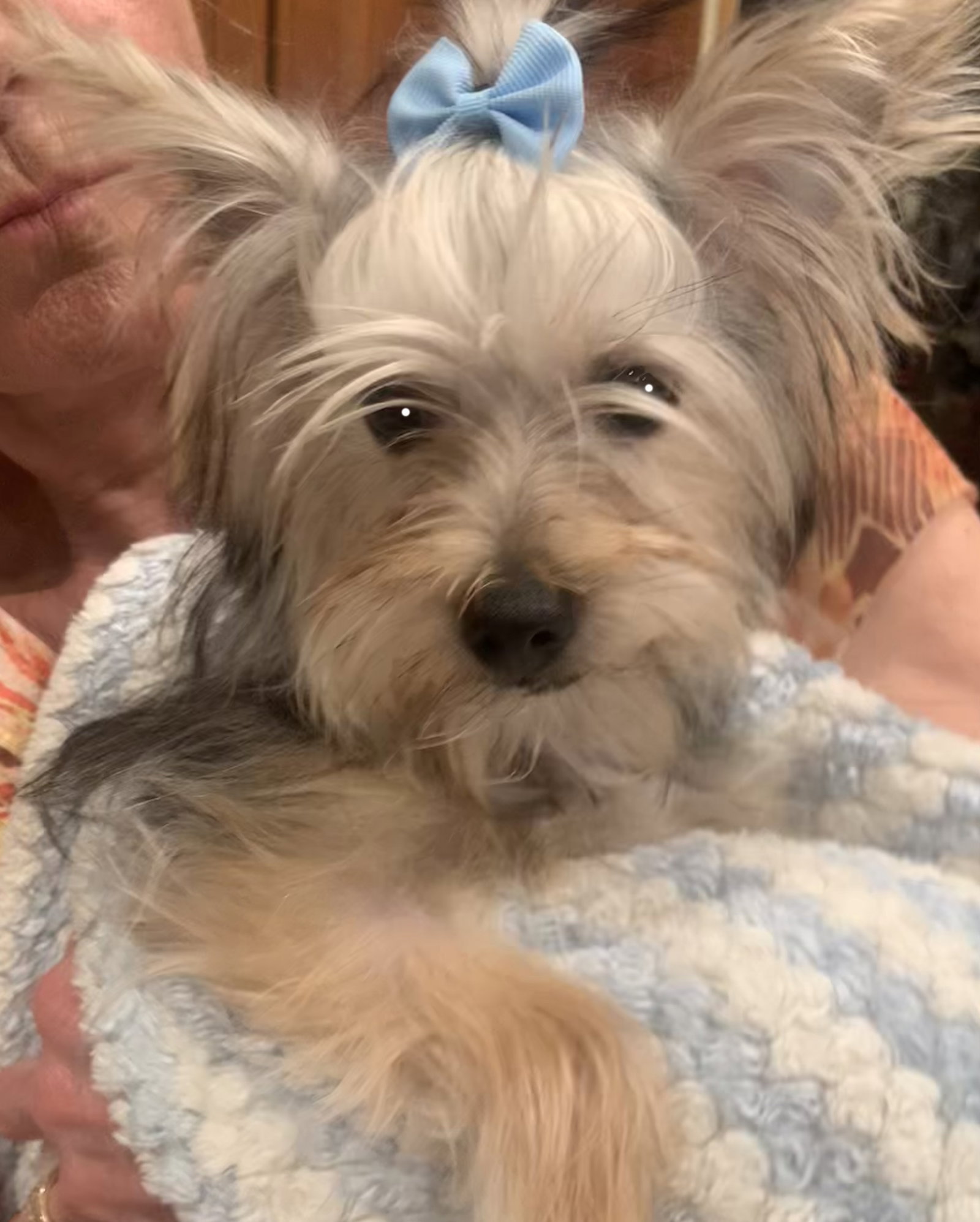Teddy, Yorkshire Terrier Yorkie