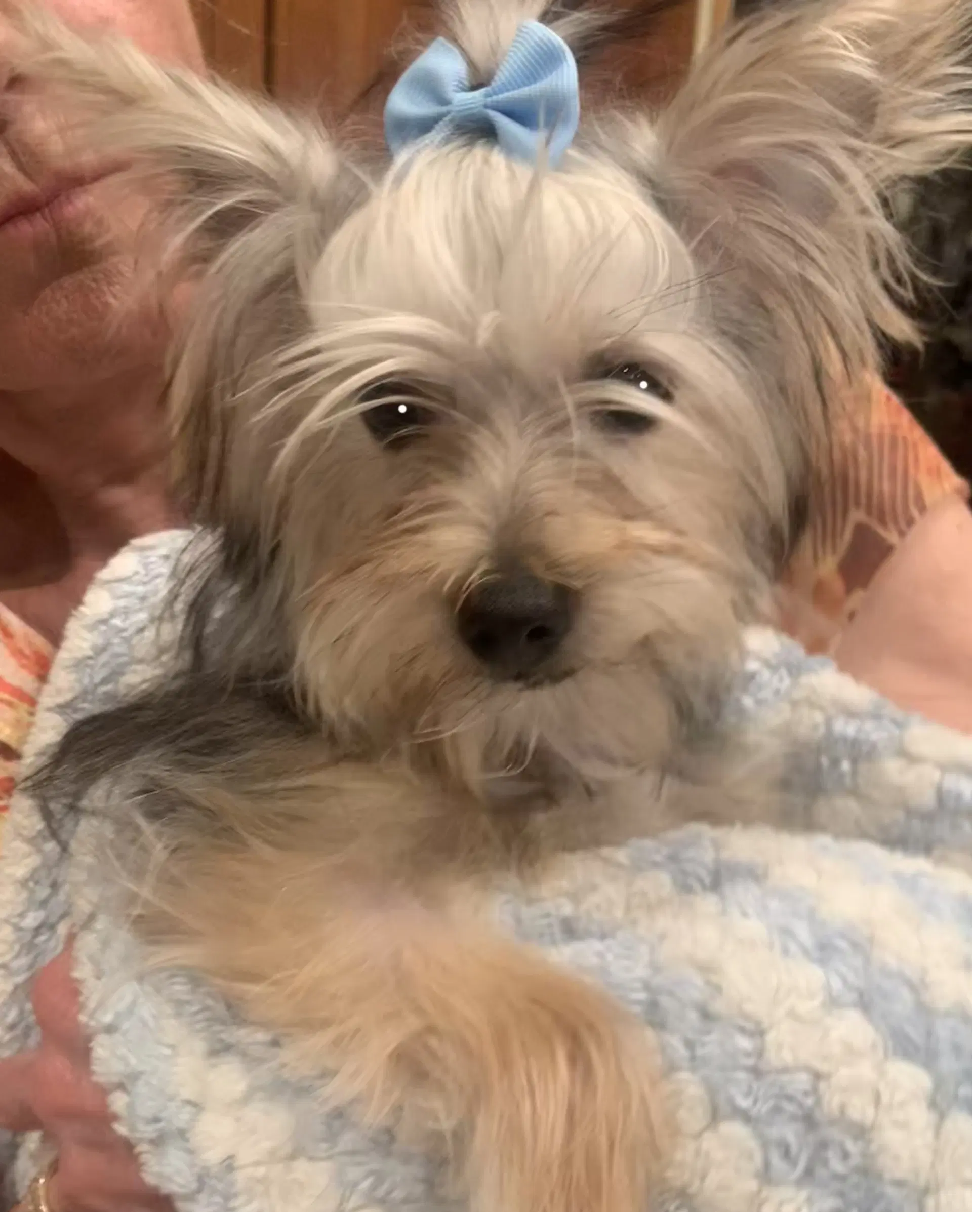Teddy - Yorkshire Terrier Yorkie