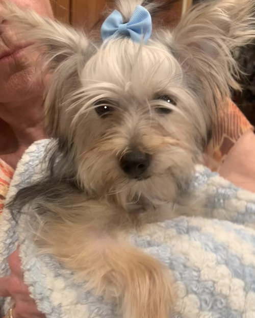Teddy, a dog for adoption from Rescues On The Runway