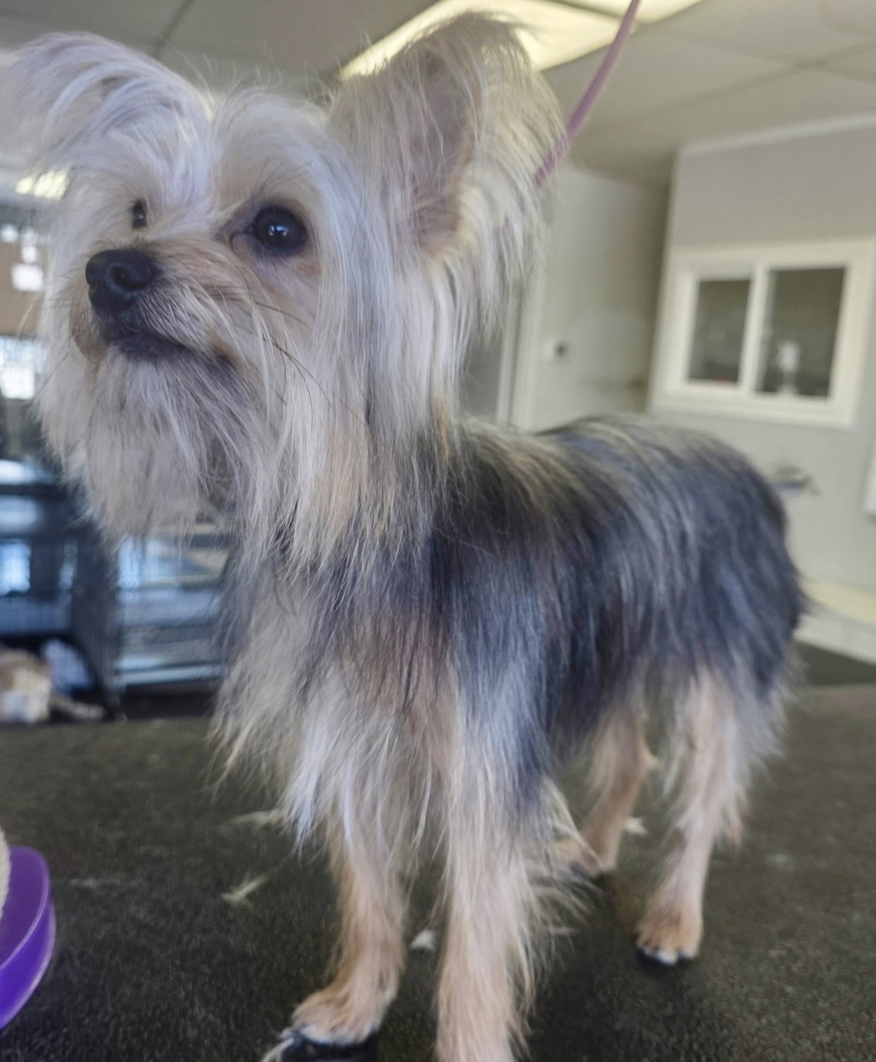 Teddy, photo 5