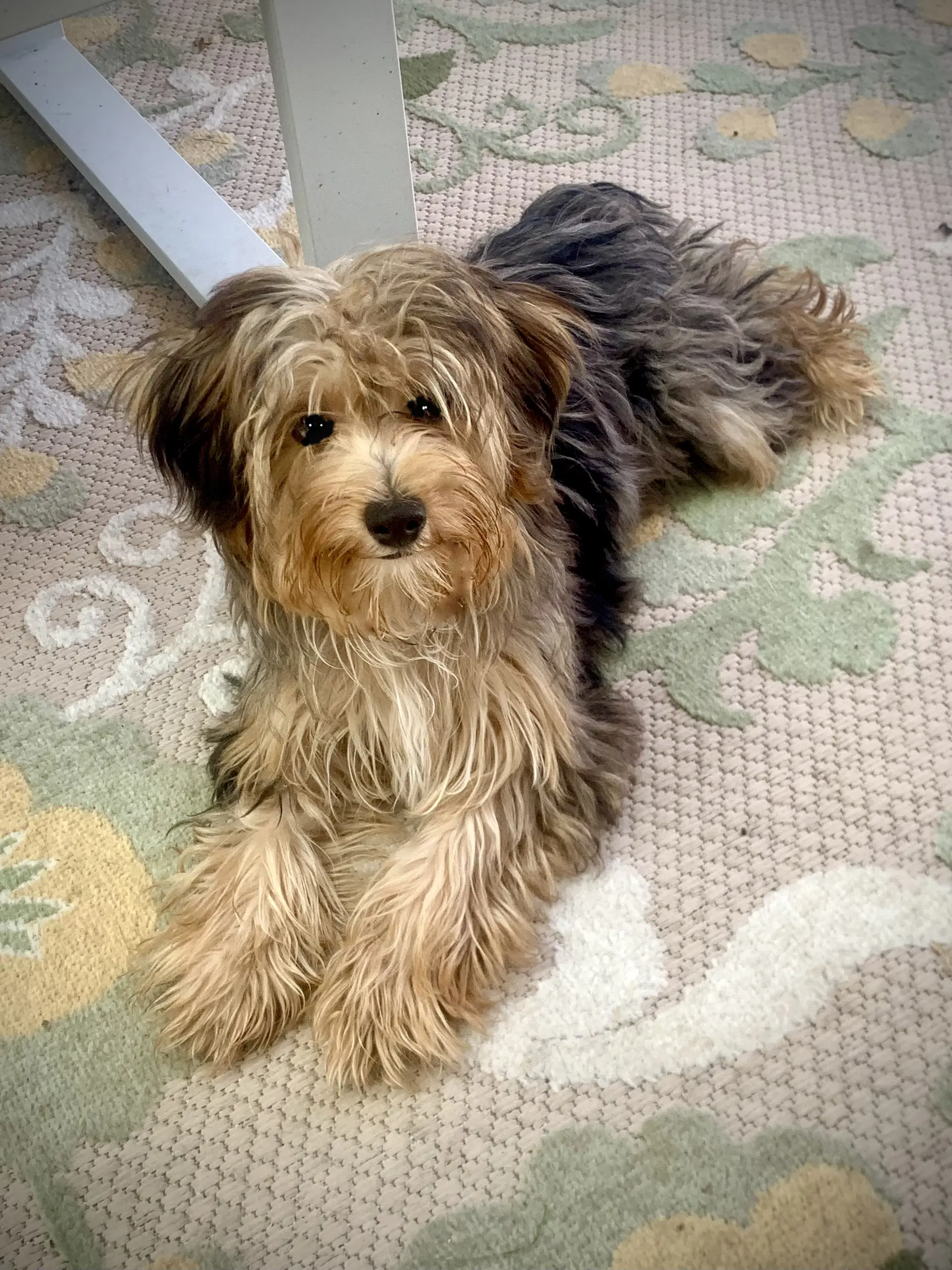 Precious - Shih Tzu