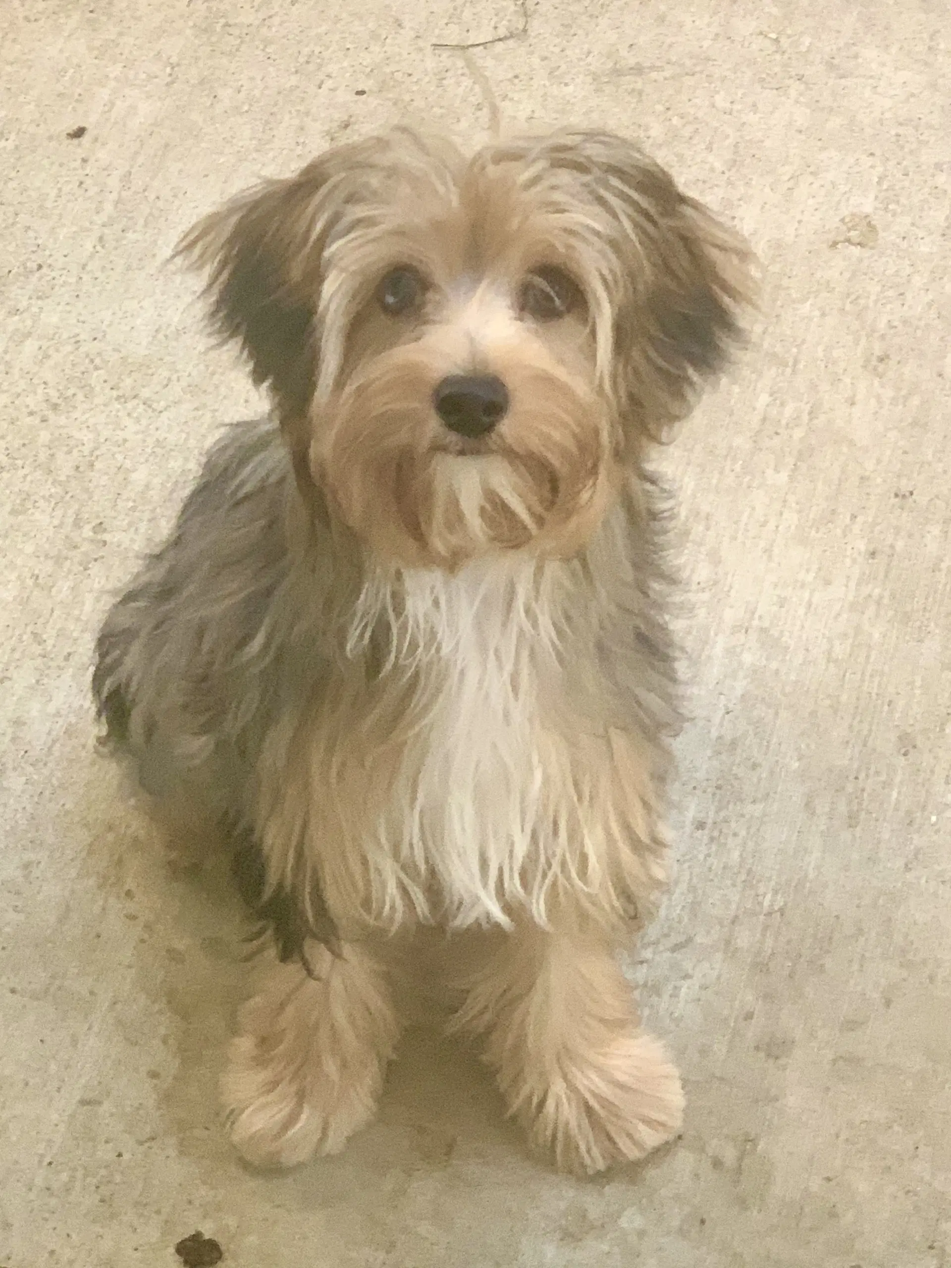 Precious - Shih Tzu