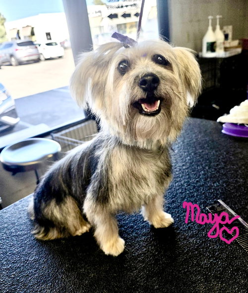 picture of the dog needing adoption