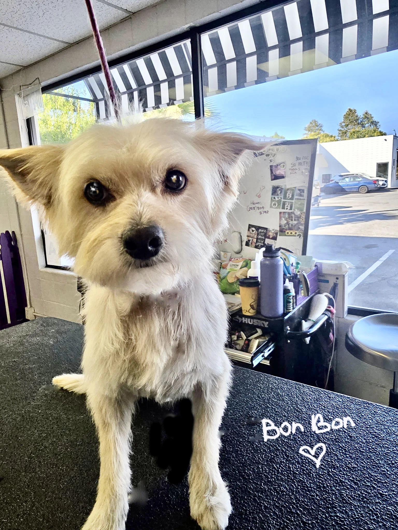 Bon Bon