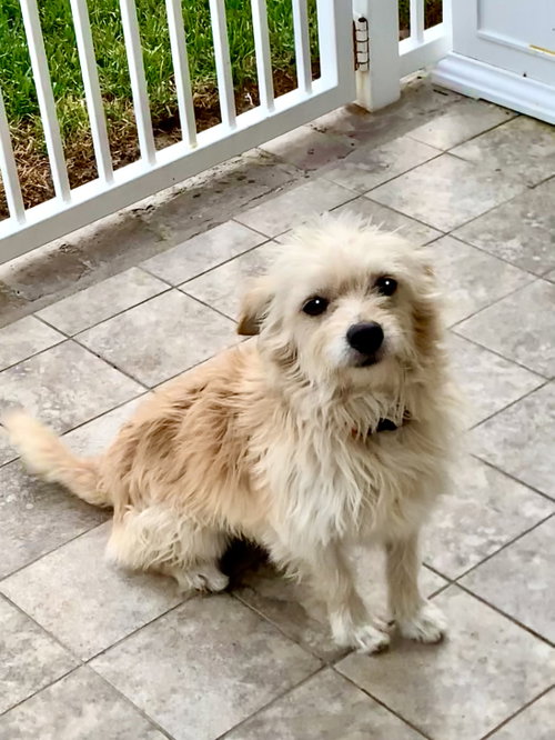picture of the dog needing adoption