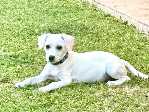 Photo 2 of Boggie