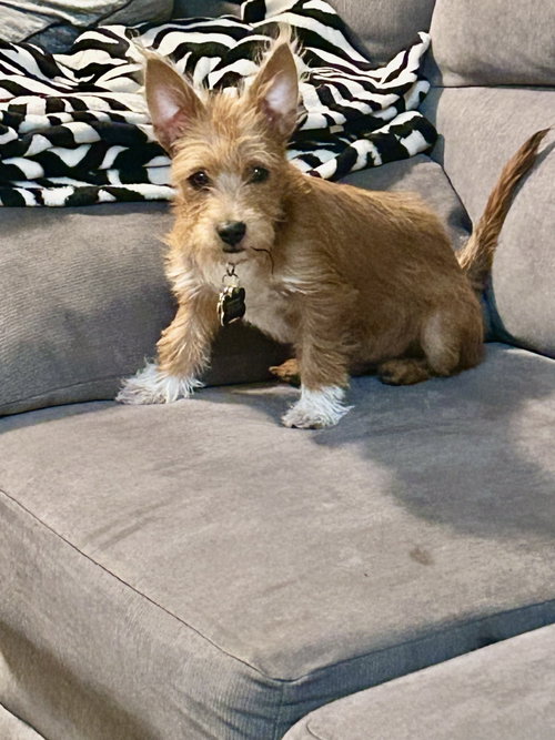 picture of the dog needing adoption