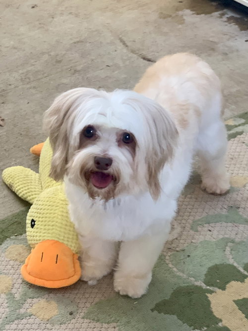 picture of the dog needing adoption