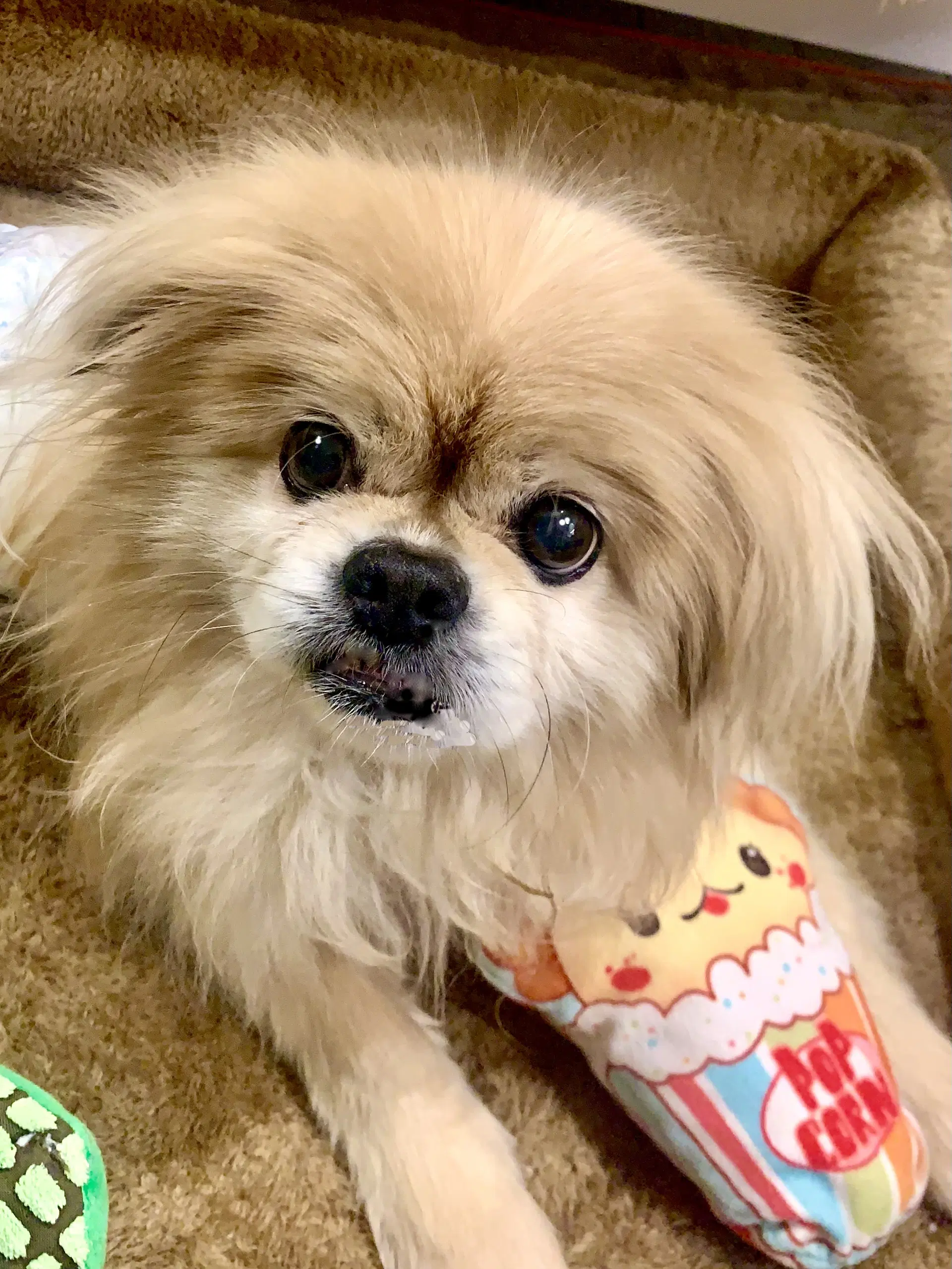 Beau - Pekingese