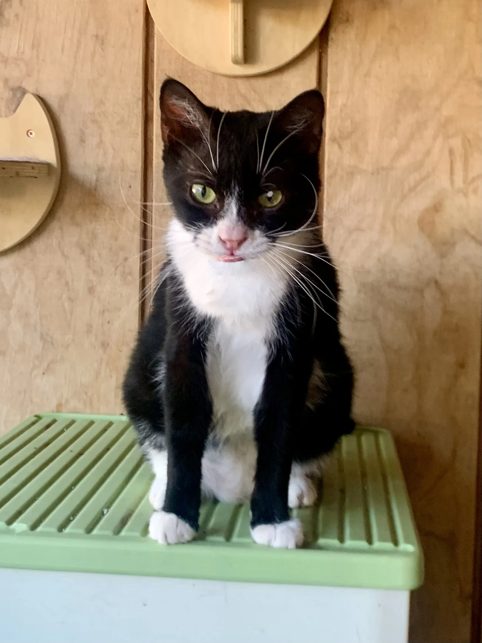 Sylvester