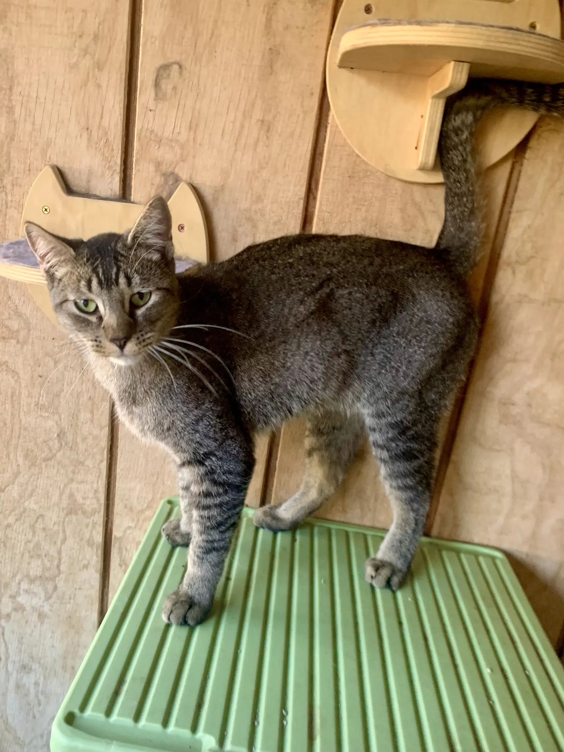 Sirius image 2