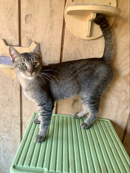 Sirius, a cat for adoption from Rescues On The Runway