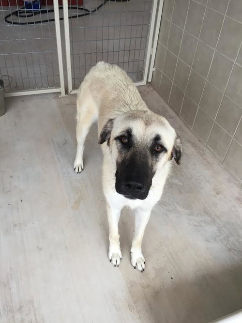 TEXAS, KERRVILLE; **URGENT, NEEDS FOSTER OR ADOPT*
