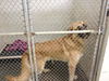 OHIO, CINCINNATI; **URGENT FOSTER NEEDED** 