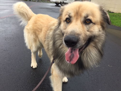 OREGON, PORTLAND;**NEED FOSTER OR ADOPT**