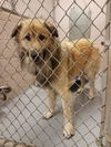 OREGON, PORTLAND;**NEED FOSTER OR ADOPT**