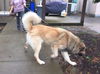 OREGON, PORTLAND;**NEED FOSTER OR ADOPT**