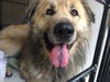 OREGON, PORTLAND;**NEED FOSTER OR ADOPT**