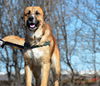 TEXAS, DALLAS; **NEEDS FOSTER** 