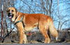 TEXAS, DALLAS; **NEEDS FOSTER** 